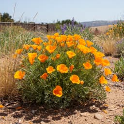 Mexican Gold Poppy