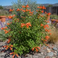 Mexican Honeysuckle