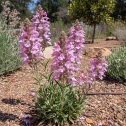 Penstemon