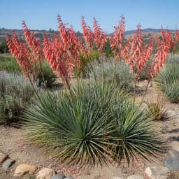 Red Yucca
