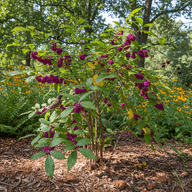 American Beautyberry