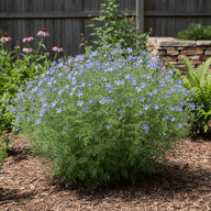Arkansas Bluestar