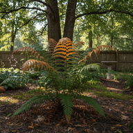 Autumn Fern