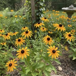 Black-Eyed Susan