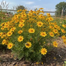 Coreopsis
