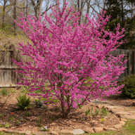 Eastern Redbud