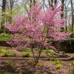 Eastern Redbud