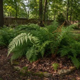 Ferns