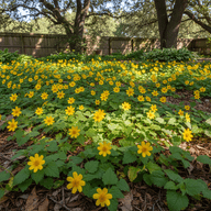 Green-and-Gold