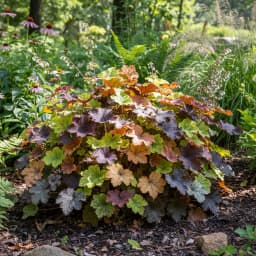 Heuchera