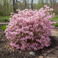 Native Azalea
