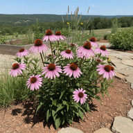 Purple Coneflower