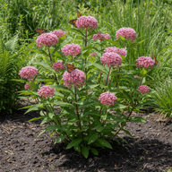 Swamp Milkweed