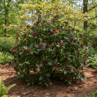 Sweetshrub