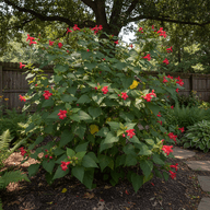 Turk's Cap