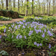 Wild Blue Phlox