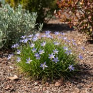 Blue-Eyed Grass