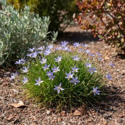 Blue-Eyed Grass