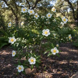 Bush Anemone