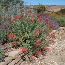California Fuchsia