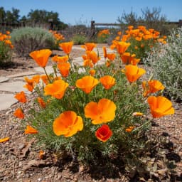 California Poppy