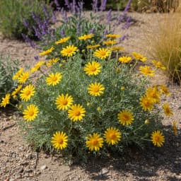 Desert Marigold