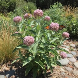 Milkweed
