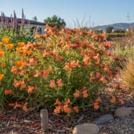 Sticky Monkeyflower