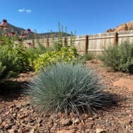 Blue Fescue