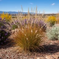 Little Bluestem