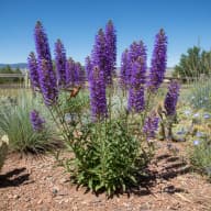 Penstemon