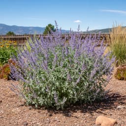 Russian Sage