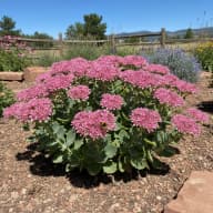 Sedum