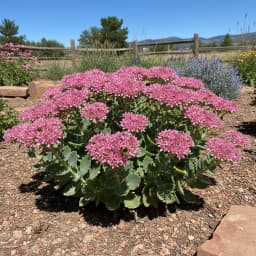 Sedum