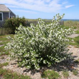 Beach Plum