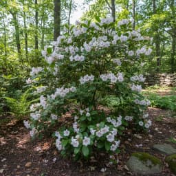 Mountain Laurel