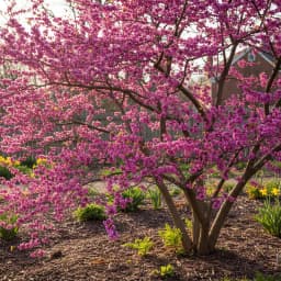 Eastern Redbud
