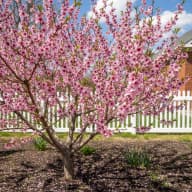 Peach Blossom