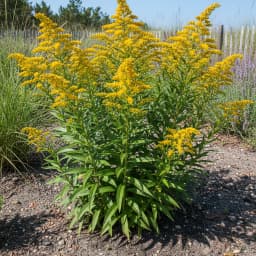 Seaside Goldenrod