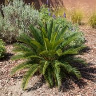 Coontie