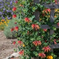 Coral Honeysuckle