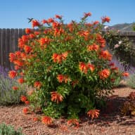 Firebush