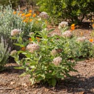 Milkweed