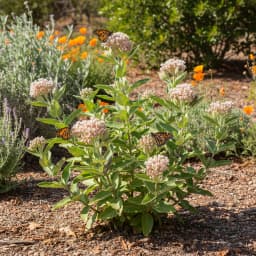 Milkweed