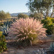 Muhly Grass