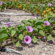 Railroad Vine