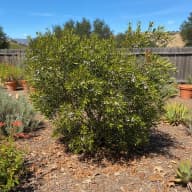 Wax Myrtle