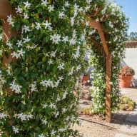 Confederate Jasmine