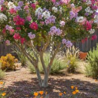 Crape Myrtle