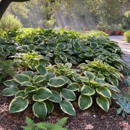 Hosta